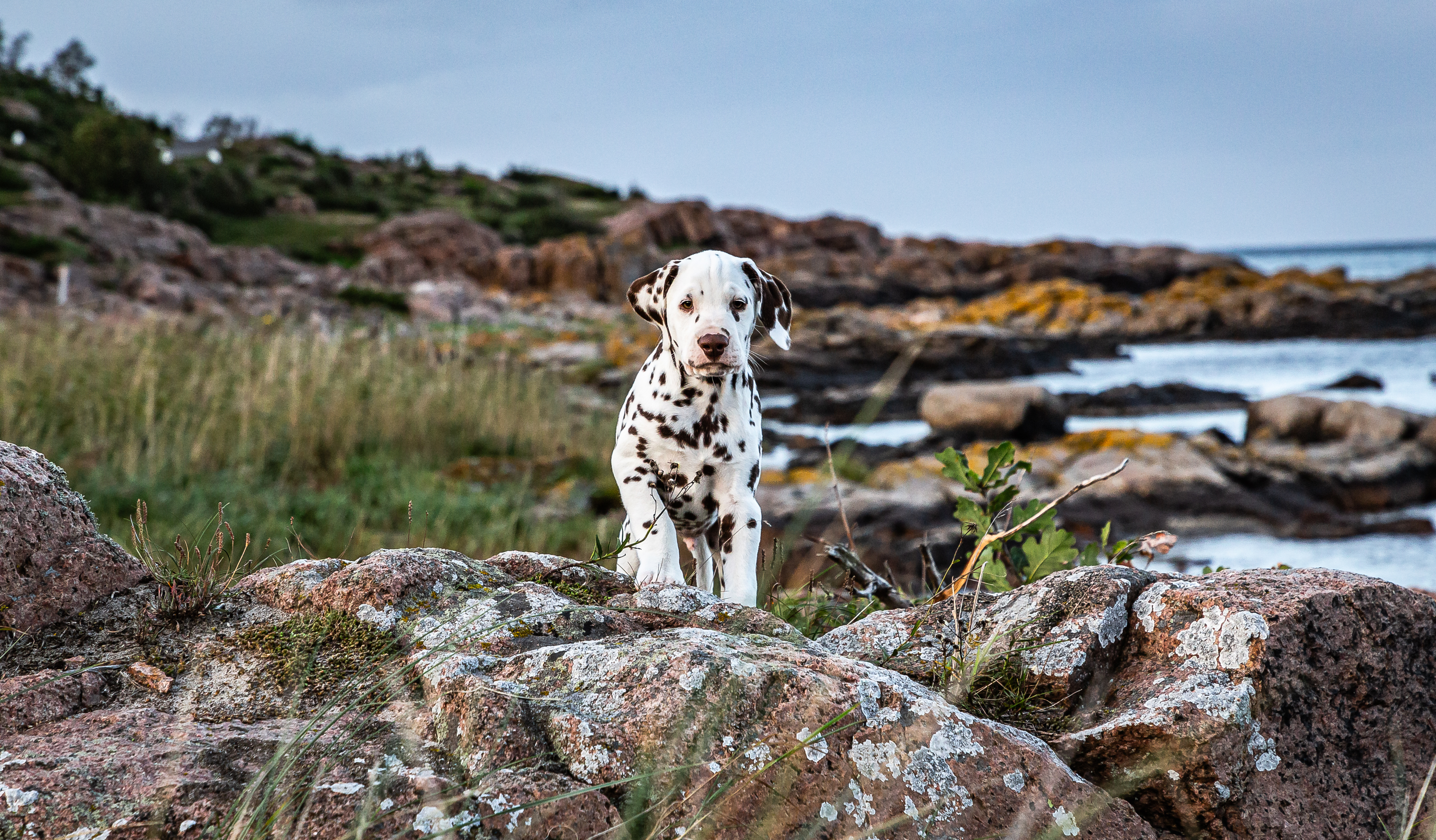 Hund på klipperne