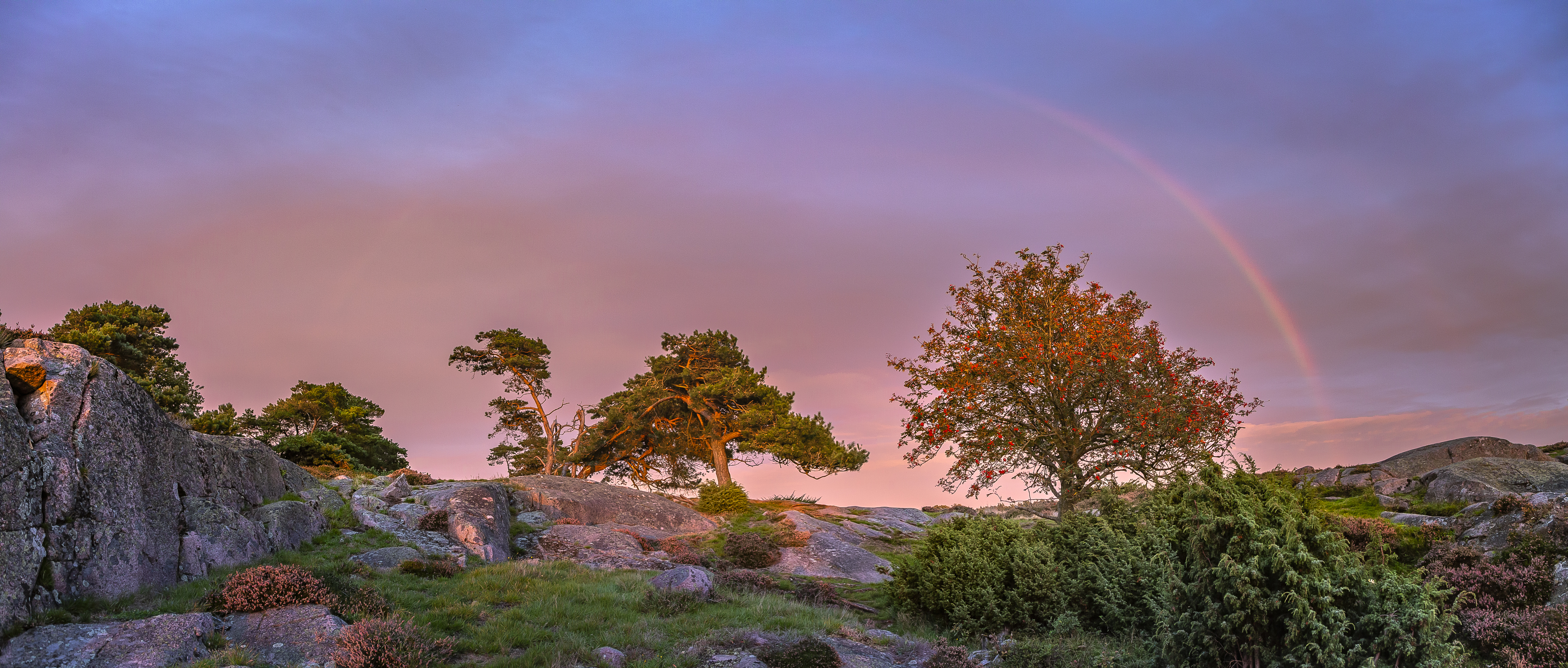 Regnbue over lyngområde
