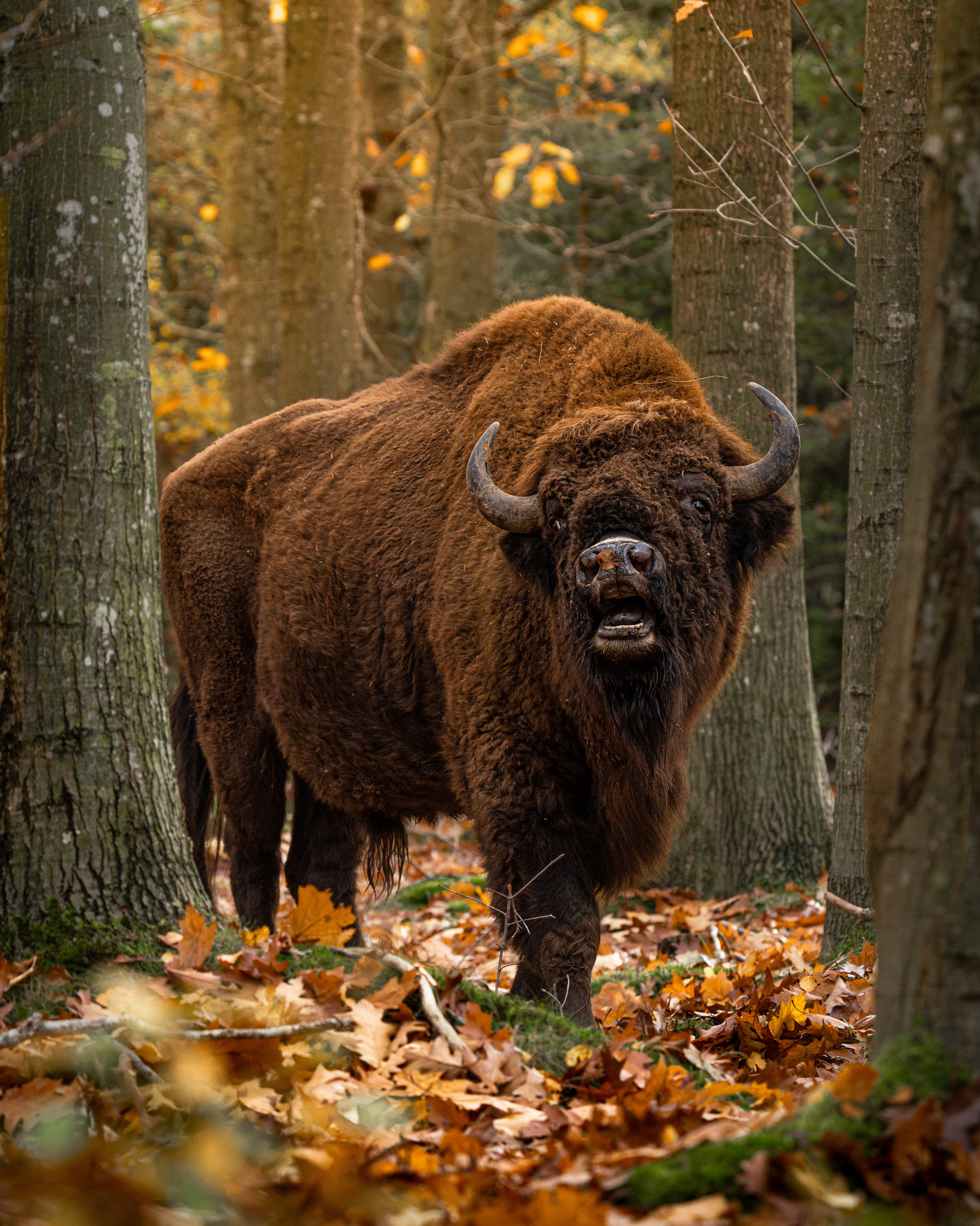 Bison i Almindingen om efteråret