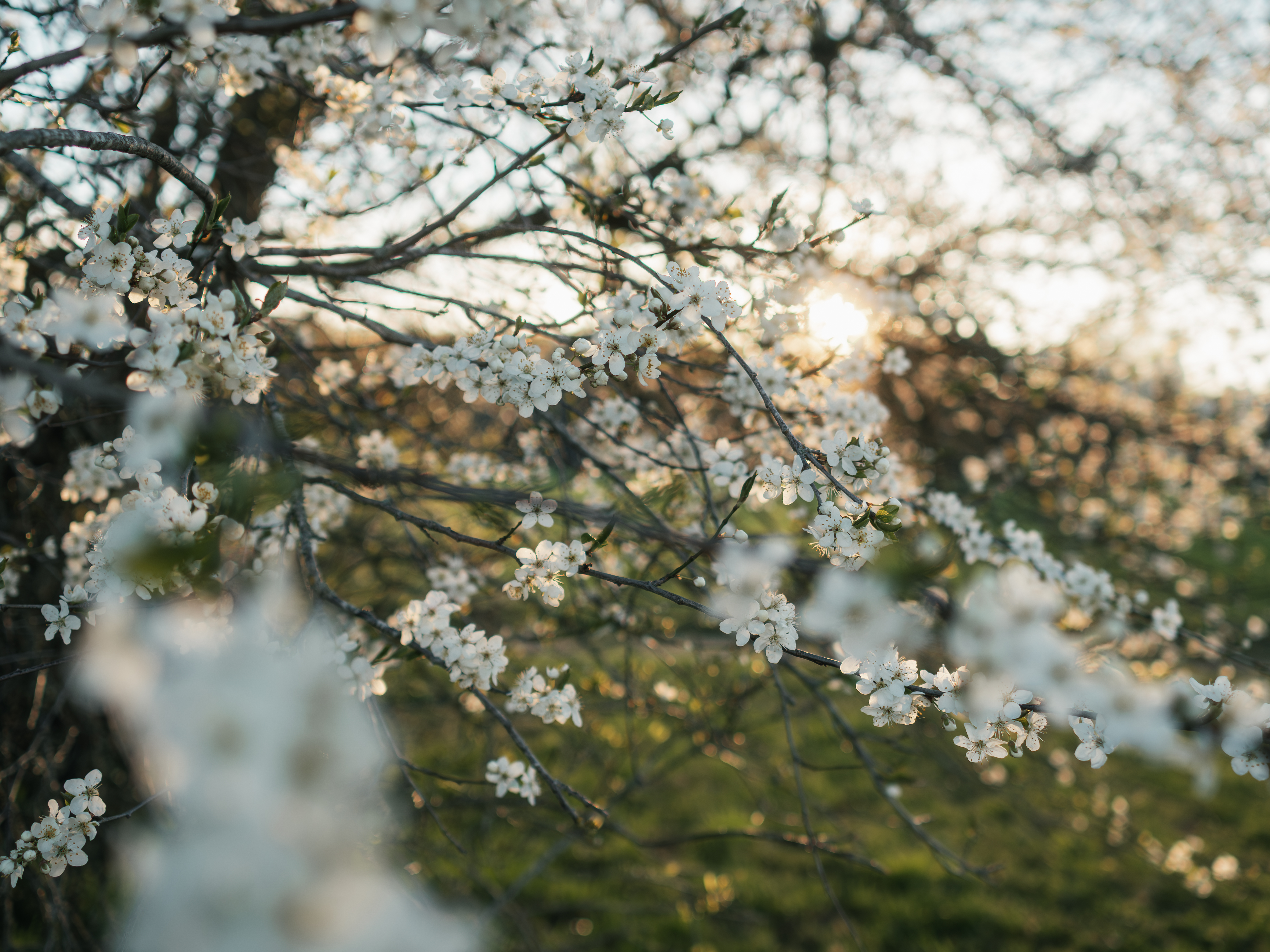 Blommetræ der blomstre