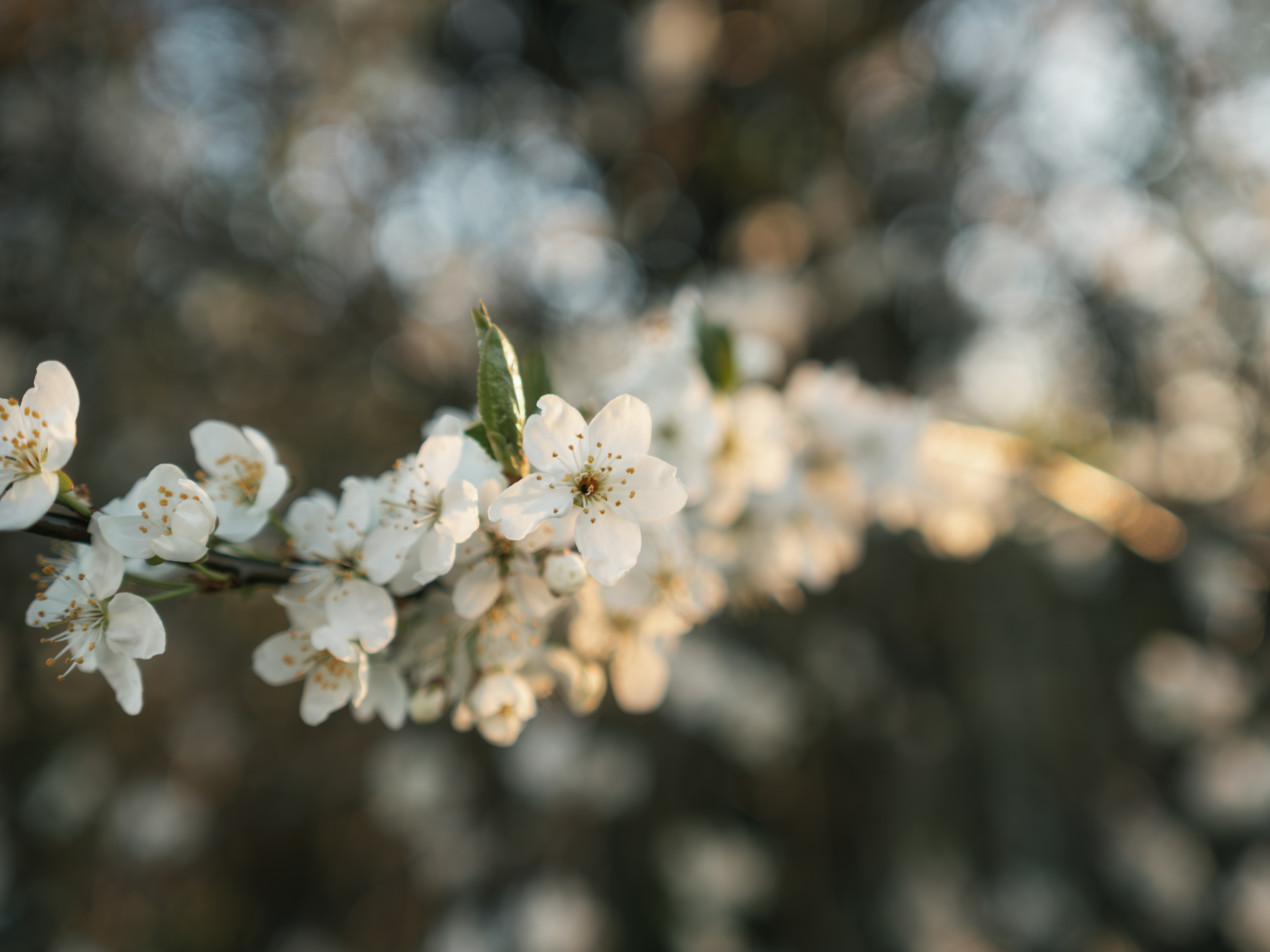 Mirabelleblomster
