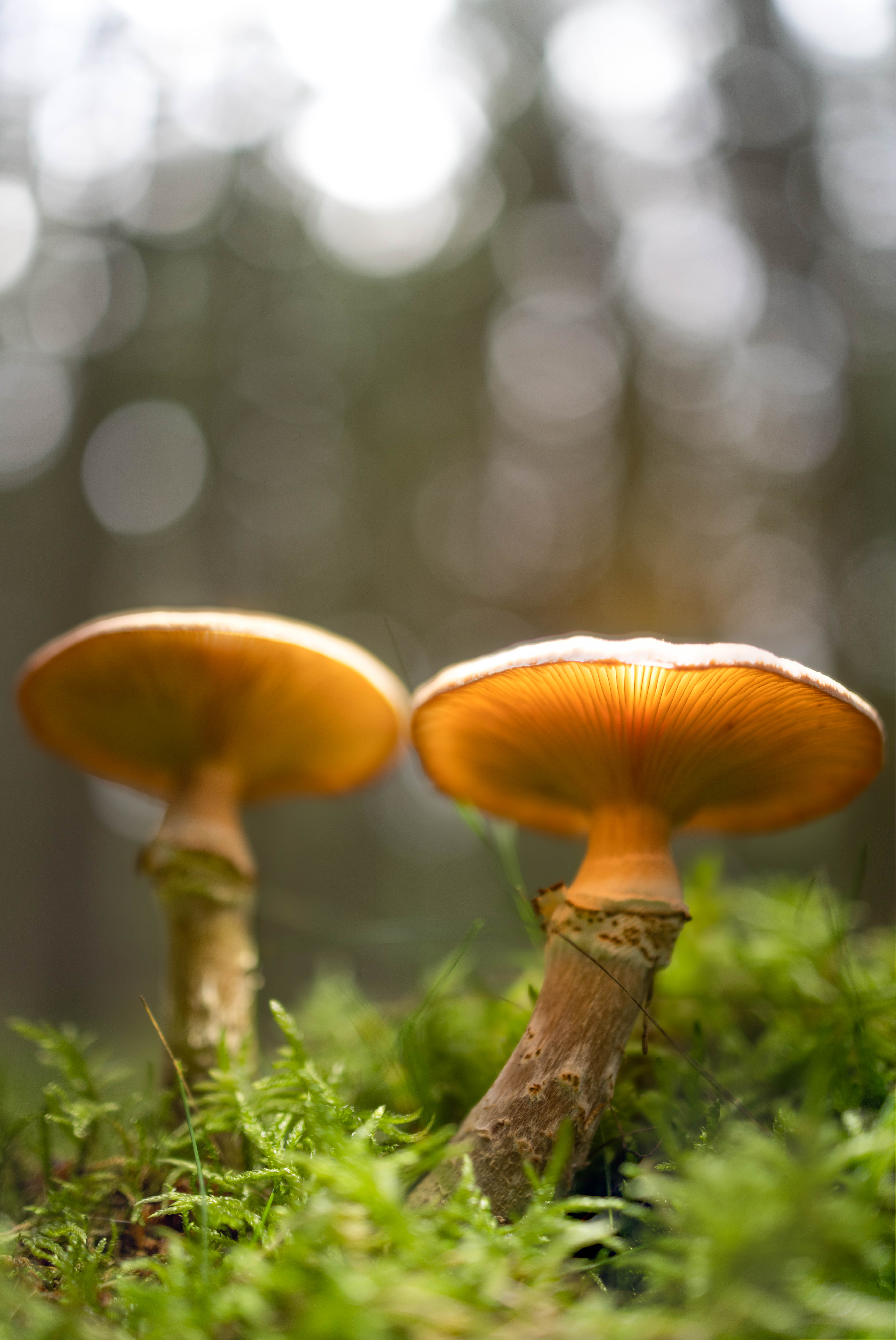 Efterårets svampe i den bornholmske skovbund