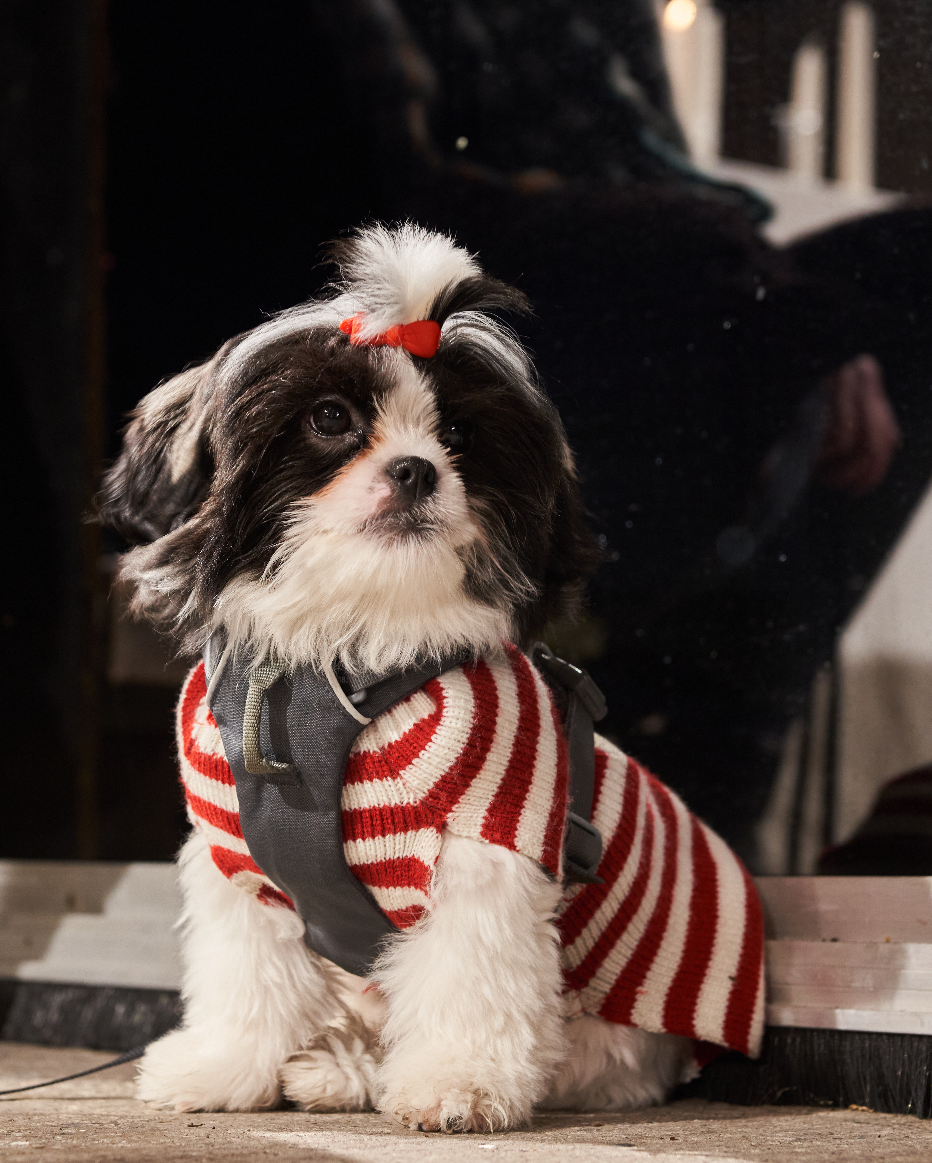 Julehund